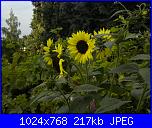 Regalo semi di -ipomoea blu'--10-jpg