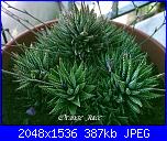 Piante grasse e dintorni-haworthia-attenuata-13-5-05-jpg