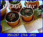 Piante grasse e dintorni-aeonium-arboreum-schwarzkopf-2003-jpg