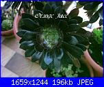 Piante grasse e dintorni-aeonium-arboreum-schwarzkopf-13-5-05-jpg