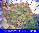 Piante grasse e dintorni-aeonium-decorum-6-5-09-jpg