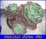 Piante grasse e dintorni-echeveria-jpg