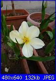 i miei tulipani-p1010558-jpg
