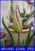 i miei tulipani-p1010560-jpg