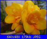 i miei tulipani-p1010566-jpg