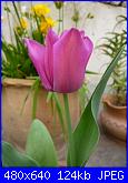 i miei tulipani-p1010592-jpg