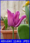 i miei tulipani-p1010594-jpg