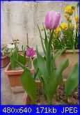 i miei tulipani-p1010601-jpg