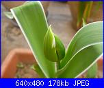 i miei tulipani-p1010606-jpg