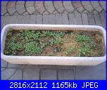 Girotondo di semi diventano piantine-002-jpg