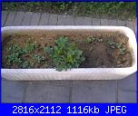 Girotondo di semi diventano piantine-004-jpg