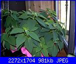 ...Dicembre e la sua regina....-stella-di-natale-001-jpg