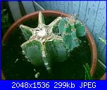 Piante grasse e dintorni-cereus-16-8-04-jpg