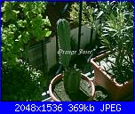 Piante grasse e dintorni-cereus-14-3-05-jpg