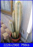 Piante grasse e dintorni-cereus-peruvianus-6-5-09-jpg