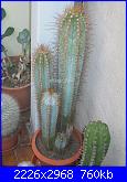 Piante grasse e dintorni-cereus-peruvianus-1-10-10-jpg