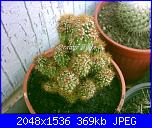 Piante grasse e dintorni-cereus-jamacaru-monstruoso-16-8-05-jpg
