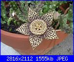 Piante grasse e dintorni-strapelia-variegata-2012-jpg