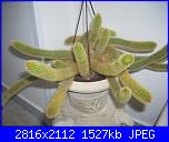 Piante grasse e dintorni-dscn0605-jpg
