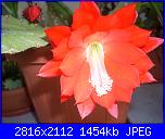 Piante grasse e dintorni-dscn0620-jpg