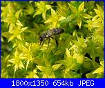 Piante grasse e dintorni-ape-jpg