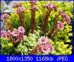 Piante grasse e dintorni-fioritura-jpg