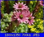 Piante grasse e dintorni-fior-jpg