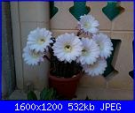 Piante grasse e dintorni-foto1295-jpg