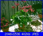 Piante grasse e dintorni-cotyledon-macrantha-2-05-jpg