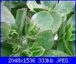Piante grasse e dintorni-ctyledon-macrantha-28-3-06-jpg