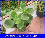 Piante grasse e dintorni-cotyledon-macrantha-17-10-2010-jpg