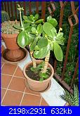 Piante grasse e dintorni-cotyledon-macrantha-28-10-12-jpg