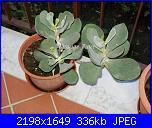 Piante grasse e dintorni-cotyedon-undulata-28-10-12-jpg