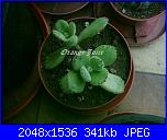 Piante grasse e dintorni-cotyledon-tomentosa-6-5-05-jpg