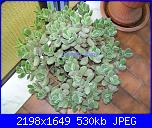 Piante grasse e dintorni-cotyledon-tomentosa-6-9-10-jpg
