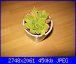 Piante grasse e dintorni-100_7013-jpg