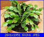 Piante grasse e dintorni-schlumbergera-12-11-12-2-jpg