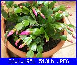 Piante grasse e dintorni-schlumbergera-20-11-12-3-jpg