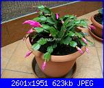 Piante grasse e dintorni-schlumbergera-4-12-12-2-jpg