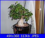 la mia piantona-sl381326-jpg