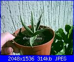 Piante grasse e dintorni-agave-filifera-1-10-05-jpg