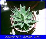 Piante grasse e dintorni-agave-filifera-12-6-07-jpg