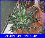 Piante grasse e dintorni-agave-filifera-1-10-10-jpg