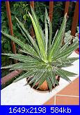 Piante grasse e dintorni-agave-filifera-28-10-12-jpg