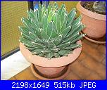 Piante grasse e dintorni-agave-victoria-reginae-11-9-10-jpg