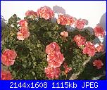 Il mio angolo fiorito! (Giusy)-pa300490-jpg