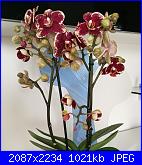 Potatura delle orchidee-img_20171030_161240-jpg