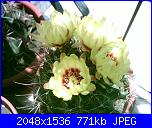 Piante grasse e dintorni-thelocactus-setispinus-12-6-07x-jpg