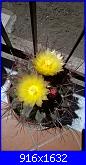 Piante grasse e dintorni-thelocactus-setispinus-30-7-17-jpg