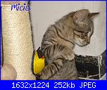 groups/passione-gatto/pictures/323735-25giugno2013-4.JPG